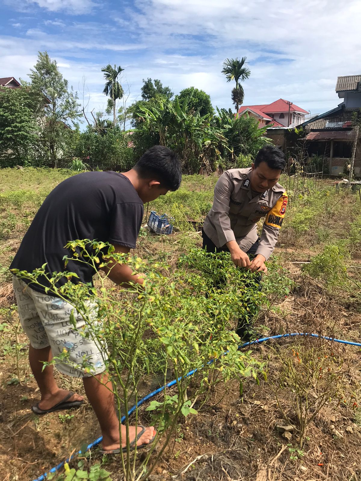 Dukung Ketahanan Pangan Nasional, Personel Polsek Tapaktuan Sambangi Kebun Cabai Milik Warga