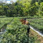 Dukung Ketahanan Pangan Nasional, Personel Polsek Sawang Sambangi Lahan Pertanian Masyarakat