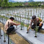 Personel Polsek Samadua Sambangi Lahan Cabai Produktif Milik Warga, Dukung Ketahanan Pangan
