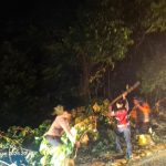 Personel Piket Polres Aceh Selatan Turun Langsung Tangani Pohon Tumbang